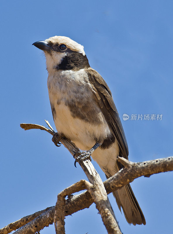 北白冠伯劳鸟，或称白背伯劳鸟(Eurocephalus rueppelli)，是一种在东非从苏丹东南部和埃塞俄比亚南部到坦桑尼亚的干燥荆棘丛、半沙漠和开阔的金合欢林地中发现的伯劳鸟。桑布鲁国家公园